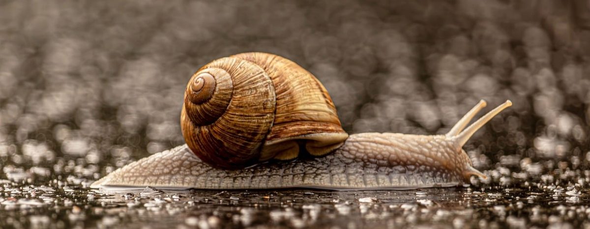 snail, roman snail, helix pomatia, slow, macro, wet, rain, mollusk, spiral, asphalt, wildlife, nature, surface, animal, slippery, natural background, macro photography, wild animal, snail slime, focus, soft depth of field