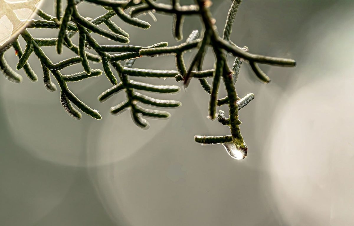 twig, droplet, cypress, macro, sunset, water drop, winter, morning, forest, reflection, outdoor, background, details, bokeh, natural, green, flora, beauty, nature, needle