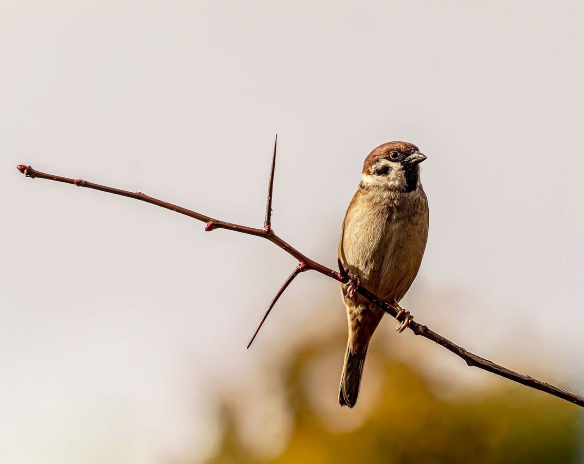 sparrow, tree sparrow, 4k wallpaper 1920x1080, nature background, avian, wildlife, free wallpaper, twig, passeri, full hd wallpaper, wallpaper 4k, outdoor, hd wallpaper, nature, beautiful wallpaper, beautiful nature, background, summer, windows wallpaper, brown bird, free background, wings, mac wallpaper, nature wallpaper, sitting, thorn, feathers, laptop wallpaper, bird feather, bokeh, wallpaper hd, 4k wallpaper, cool backgrounds, desktop backgrounds, ornithology, wallpaper