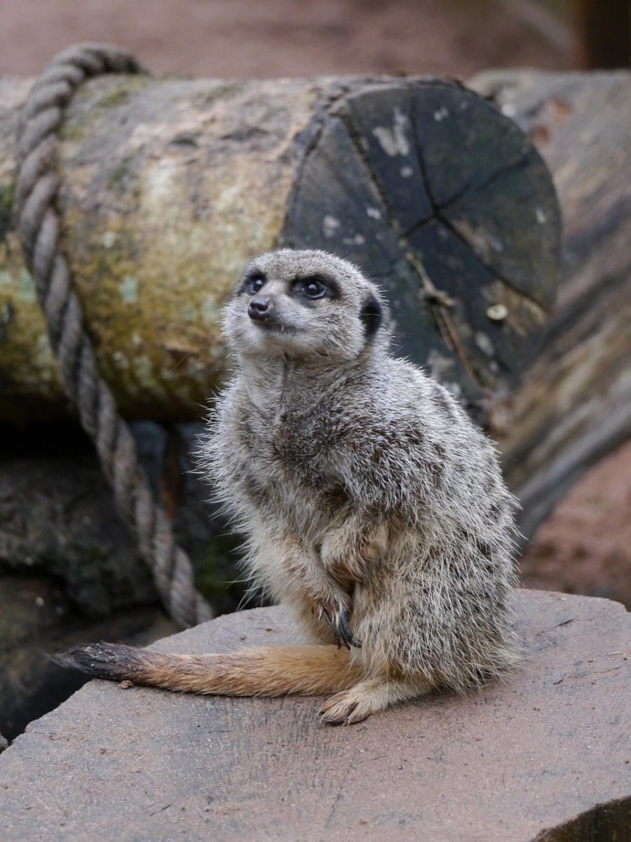 meerkat, mammal, nature, bush, fur, sitting, habitat, wildlife, alert, ground, rocky, zoo, gray, neck, brown, log, rope, curious, posture, animal, country