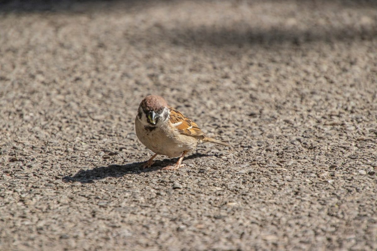 sparrow, animal, bird, wildlife, ornithology, beak, feathers, plumage, perched, avian, fauna, species, passerine, birdwatching, sidewalk