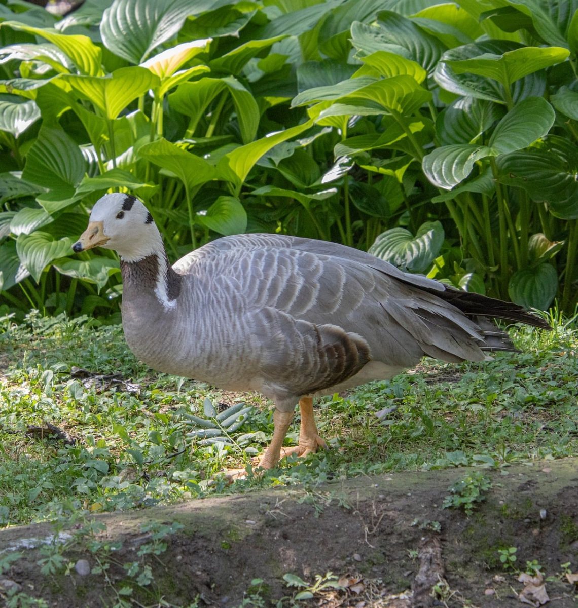 bar-headed goose, ornithology, nature, wildlife, feathers, waterfowl, beak, animal, fauna, avian, birdwatching, gray, green leaves, botanical garden, tranquility, stroll, park, bird migration, echinoderms, natural habitat