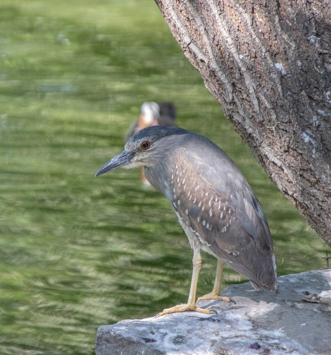 night heron, bird, wildlife, ornithology, water, feathers, birdwatching, perch, beak, outdoors, fauna, nature, trunk, natural habitat, species, ecology, wildness, biodiversity, wilderness