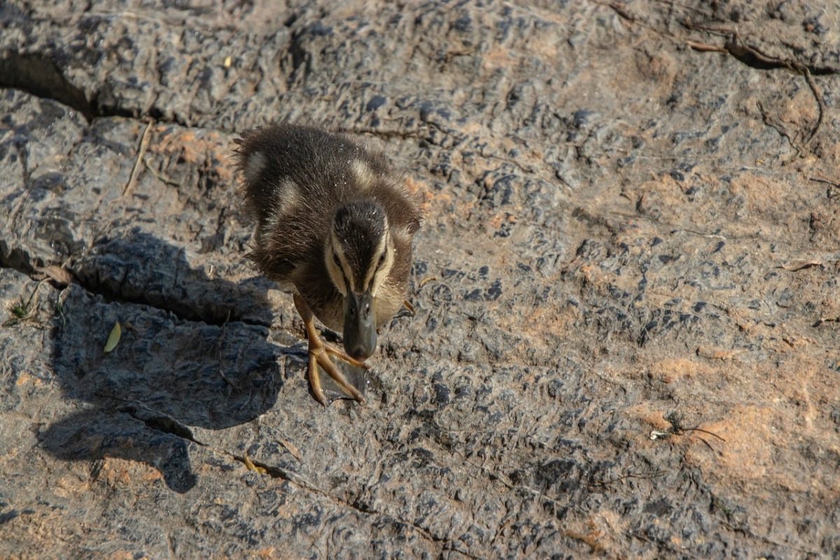 duck, duckling, nature, bird, cute, wildlife, feathers, waterfowl, stone, ornithology, walking, chick, sand, fledgling, sun, daylight, hook, pebble, plenty, curiosity