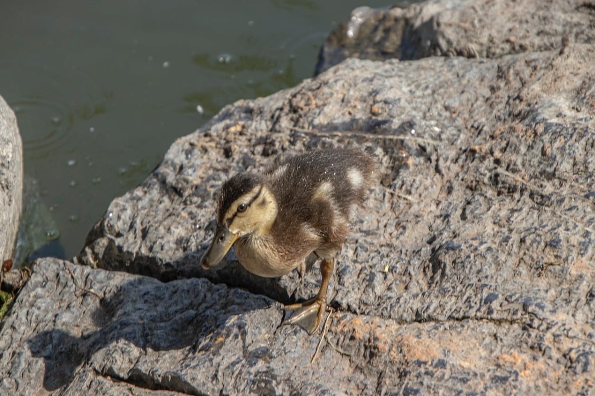 duckling, rock, feathers, bird, nature, chick, cute, water, wildlife, beak, ornithology, waterfowl, small, newborn, birdwatching, spring, baby duck, rough, animal