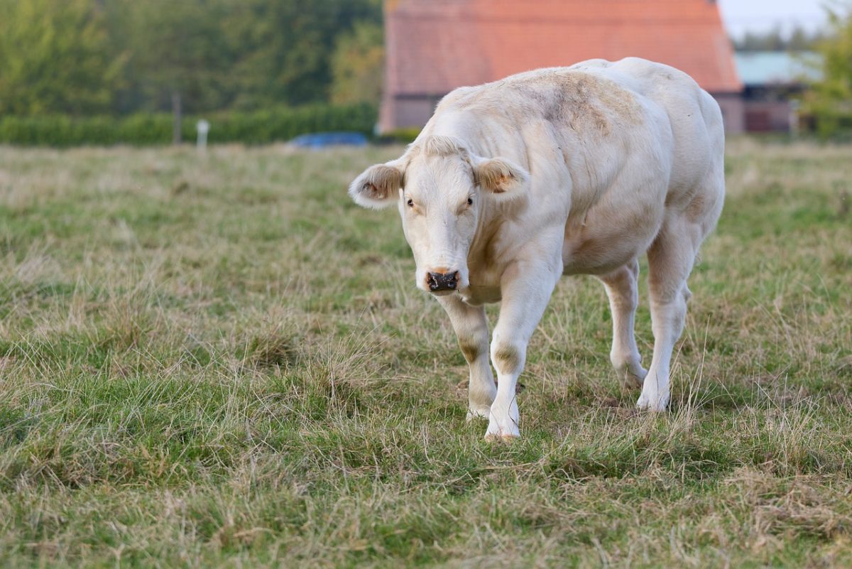 cow, farm, nature, meadow, white cow, pasture, rural, agriculture, cattle farming, live animal, beef cattle, charolais, field, mammal, countryside, grass, domesticated, animal husbandry, outdoors, savanna