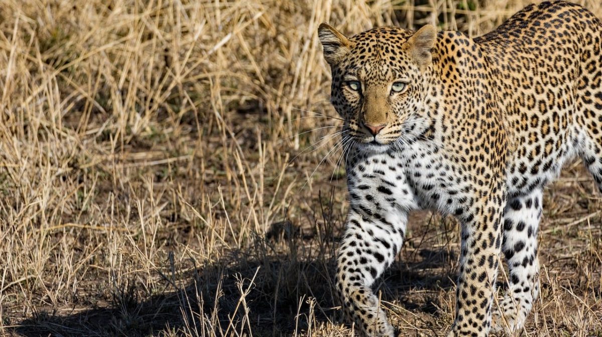 leopard, predator, tanzania, africa, serengeti, wildlife, safari, grass, camouflage, hunter, big cat, steps, eye, golden, wildness, nature, grace, prey, spotted pattern, animal kingdom