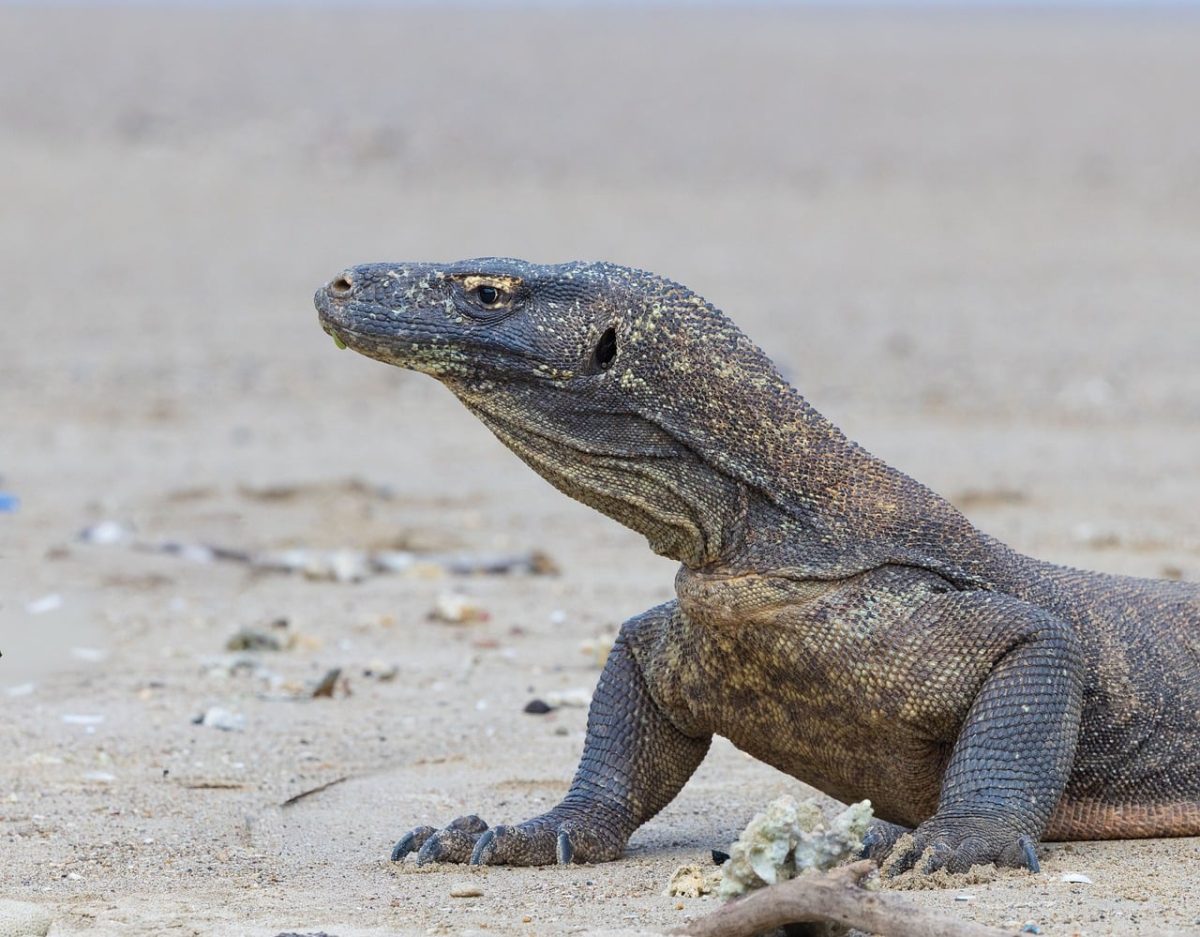 komodo dragon, rinca island, komodo national park, indonesia, komodo monitor, east nusa tenggara, giant lizard, endangered species, null, protected species, monitor lizard, wild animal, flores indonesia, rare wildlife, exotic animal, largest lizard, predator, illustrative image