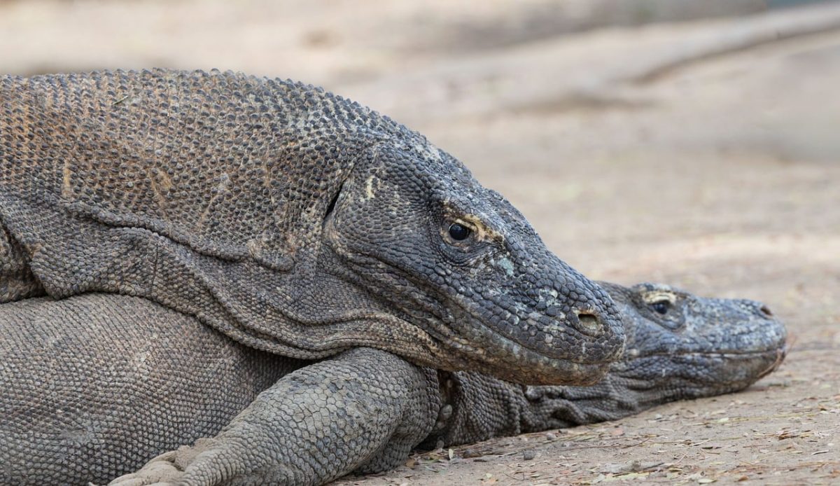 komodo dragon, rinca island, monitor lizard, indonesian wildlife, second largest lizard, giant lizard, flores, protected species, endangered, exotic animal, nature, wildlife photography, reptile, komodo national park, predator, fauna, wild animal, east nusa tenggara
