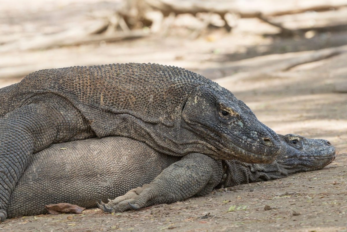komodo dragon, rinca island, komodo national park, monitor lizard, wildlife, indonesia, largest lizard, protected species, exotic animal, endangered species, flores, giant lizard, predator, natural habitat, reptile, indonesian fauna, environment, observation