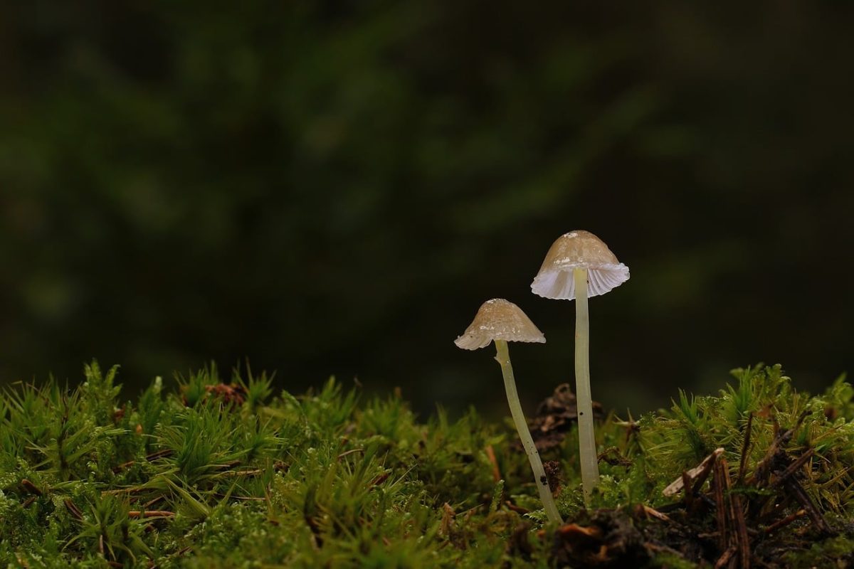 mushrooms, forest, moss, autumn, close-up, nature, thin, helmlings, ecology, lush, soil, solitary, small, dense, root, gills, miniature, biology, texture, microcosm