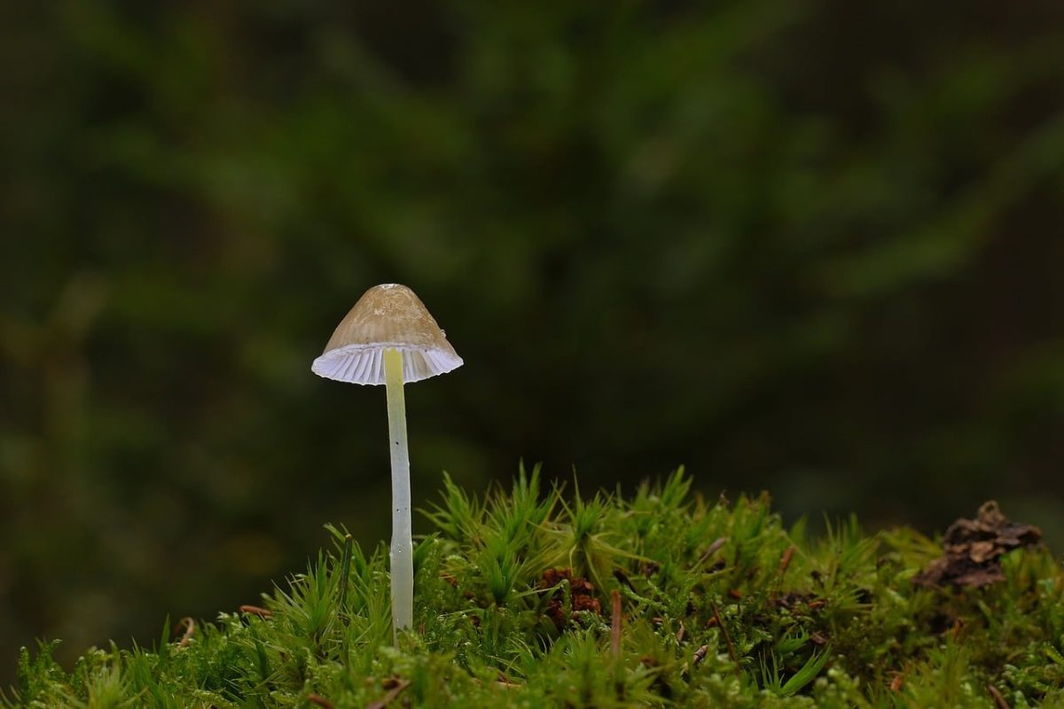 mushroom, moss, forest, autumn, forest floor, closeup, mycology, nature, ecosystem, helmling, biotope, root, gills, subtropical, flora, insight, hat, origin