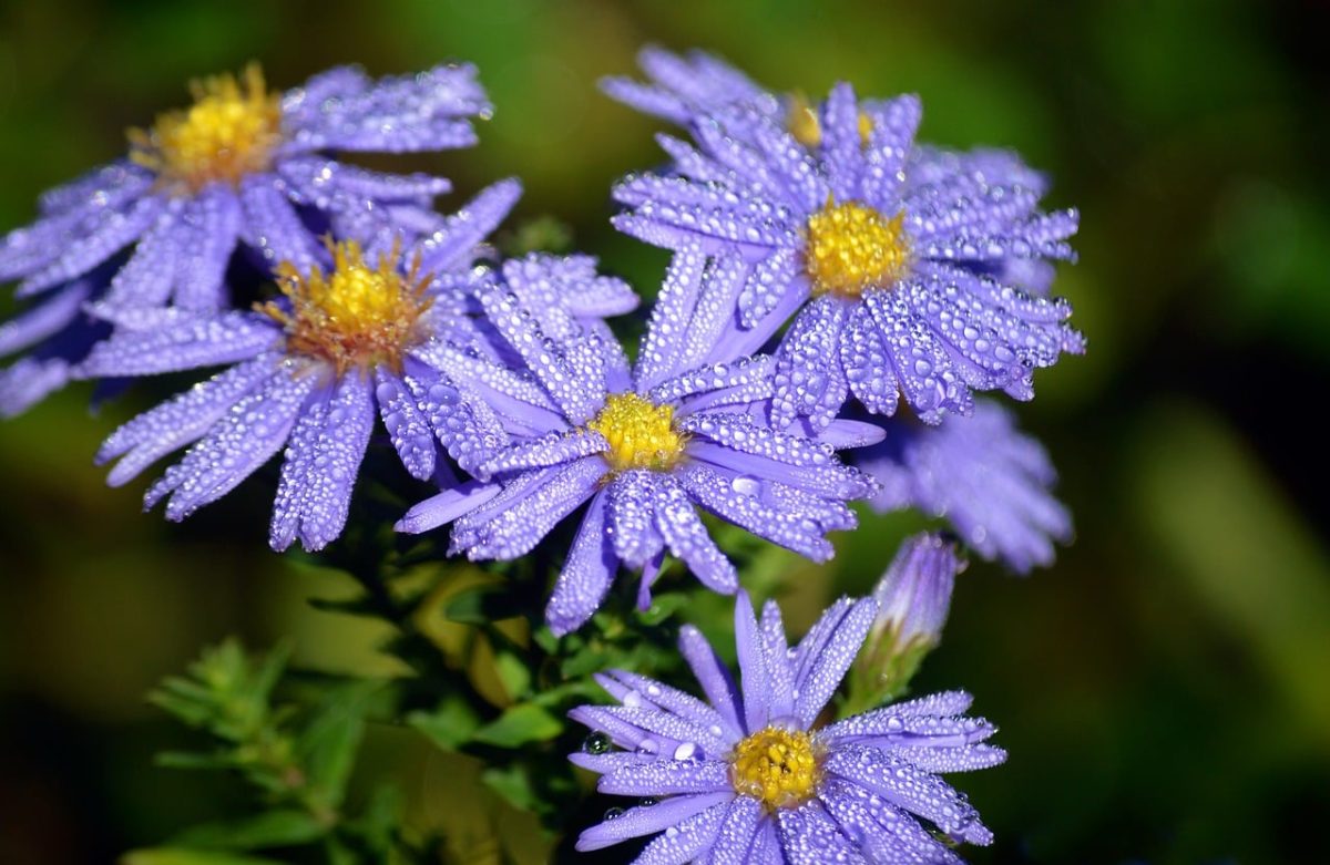 purple, flower, bee, insect, nature, autumn, close-up, droplet, garden, dew, leaves, close, outdoor, photography, landscape, wet, beauty, natural, clear, blue flower