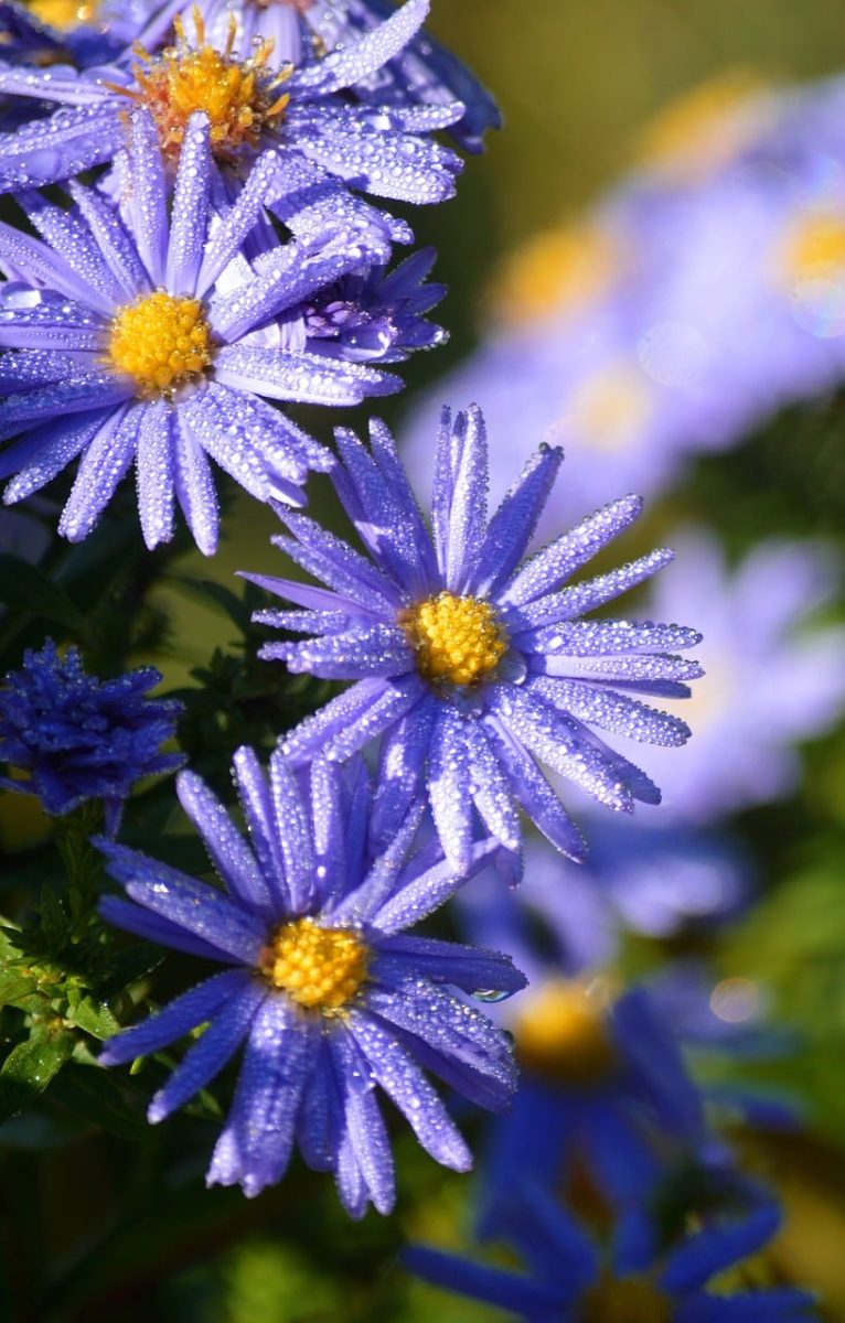 asters, dew drops, insect, nature, flowers, close-up, autumn flower, perennial, blooming, cool, garden, water droplets, purple, cool dew, variety, centered, autumn, bright, flowering plant, garden plant
