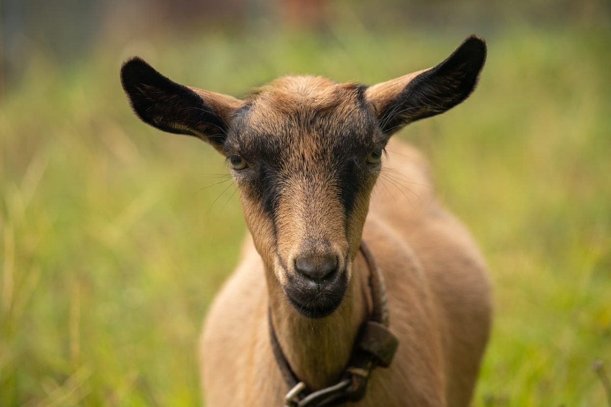 goat, animal, mammal, cute, nature, grass, neck, gaze, farming, beauty, countryside, charming, curved, straps, outdoor, domesticated