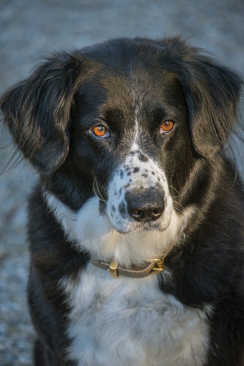 dog, pet, black and white, collar, portrait, eyes, outdoors, autumn, barking breed, furry, ball, nature, charming, faithful companion, emotional, wrinkled, light collar, guardian, friend