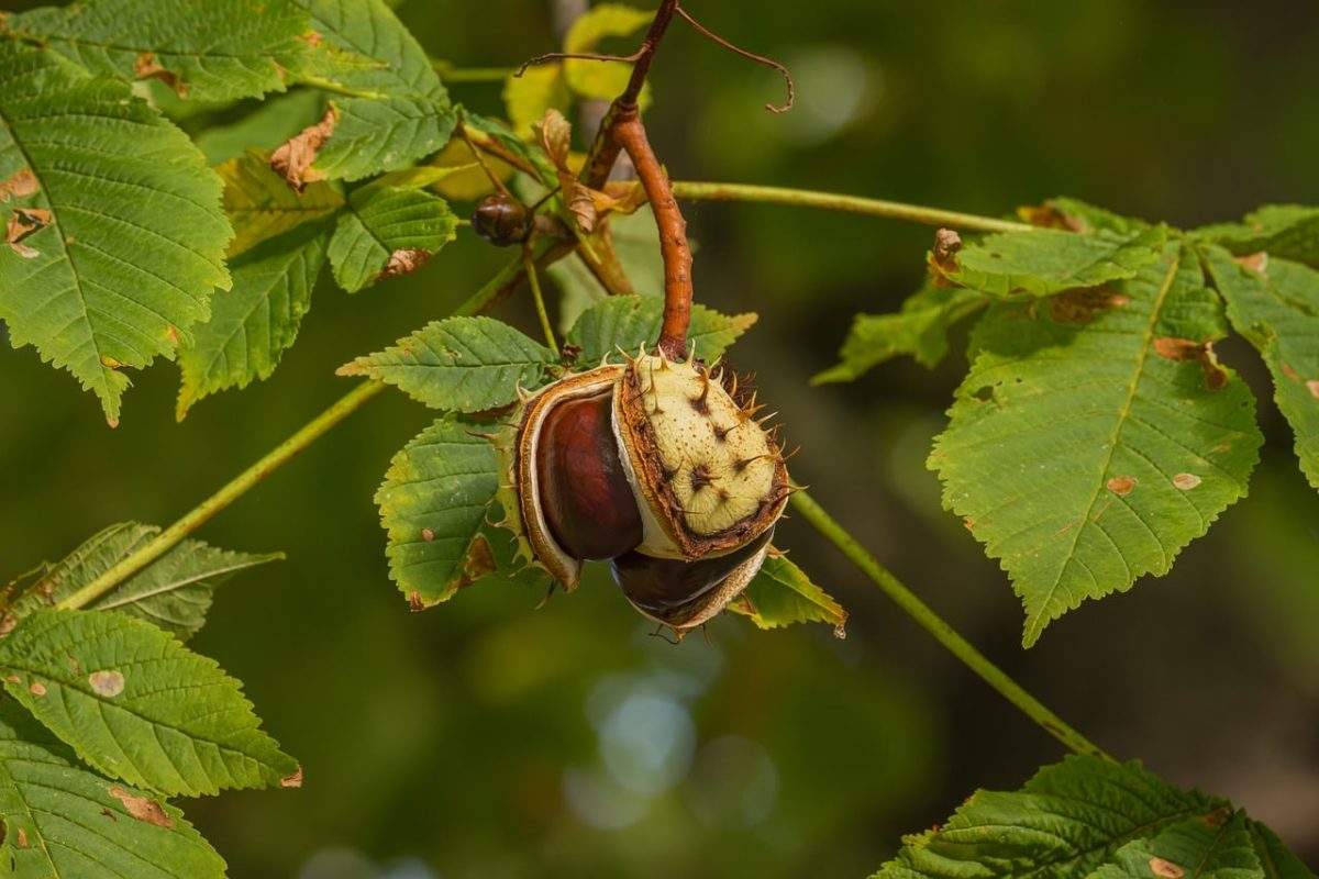 chestnut, tree, leaves, nature, branch, autumn, ripe, natural scene, green, sharp, thorn, natural beauty, garden, juvenile, forest fruit, landscape, husk, green leaves, macro photography