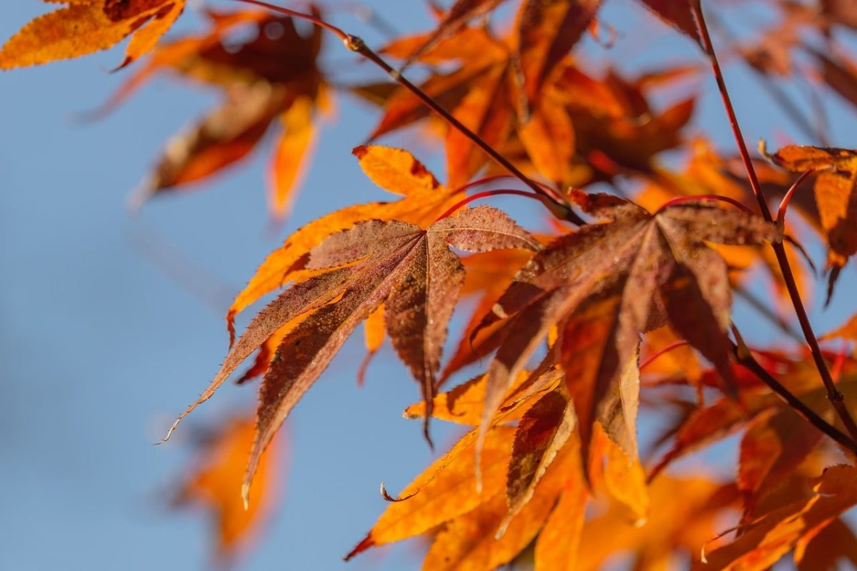 autumn, leaves, red, golden, maple, nature, sunlight, clear, domestic, art, detail, outdoor, impressive, red-orange, clear sky, blue background, season, texture, natural beauty