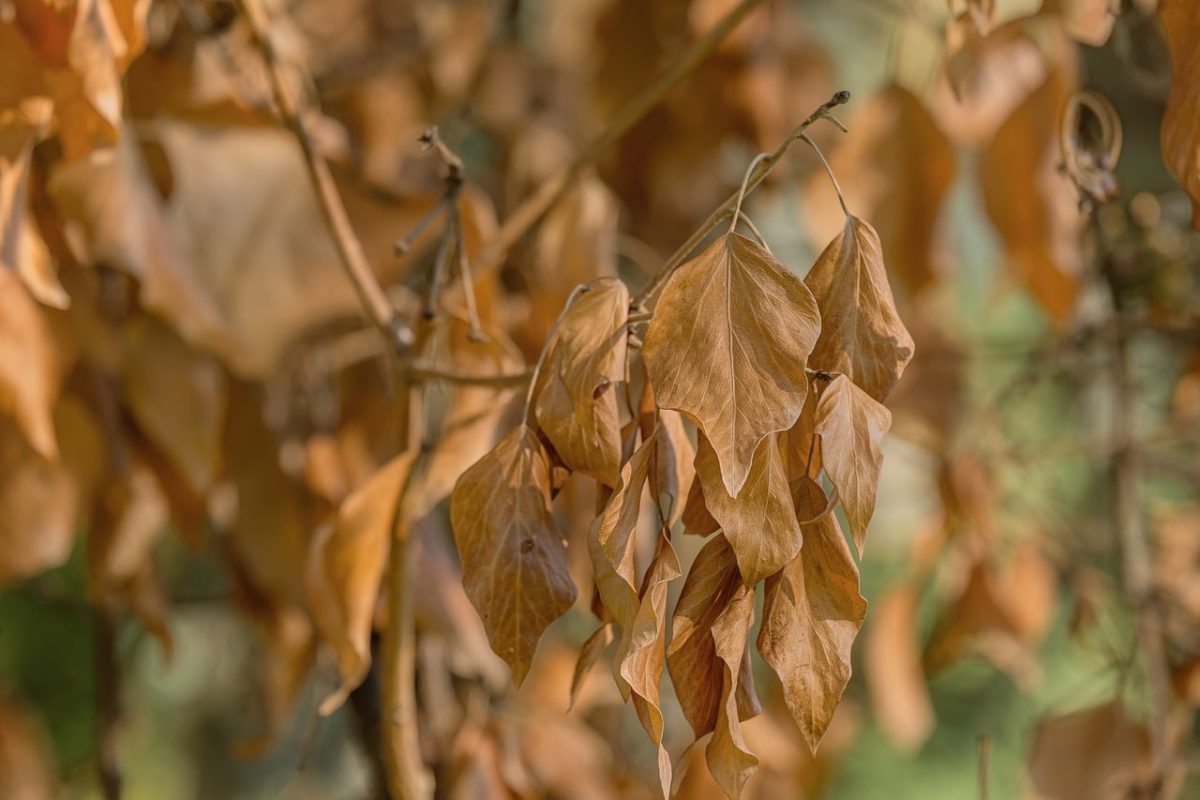 dry leaves, autumn season, orange color, nature, decay, falling leaves, fall colors, natural textures, deciduous trees, outdoor, detail, forest, natural environment, seasonal change, soft bokeh, photography art, chill, warm sun, outdoor excursion, leaf fall, natural beauty