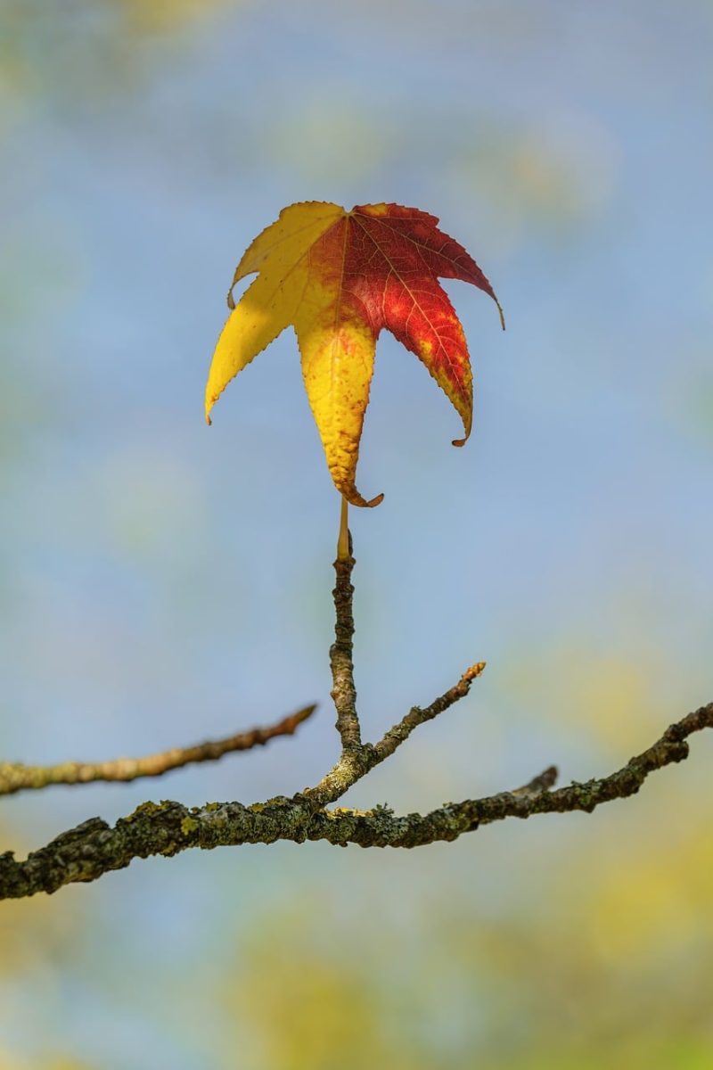 leaf, autumn, nature, twig, red, yellow, blue sky, color transition, macro, focus, horizontal, outdoors, clear, serene, pastel colors, simple, lonely, balance, nature motif, fragility