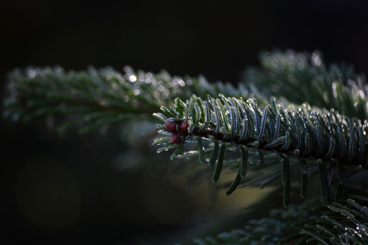 sprig, needles, fir, conifer, nature, evergreen, dew, close-up, green, wet, drop, morning, freshness, morning dew, environment, natural scenery, calm, waterproof, details