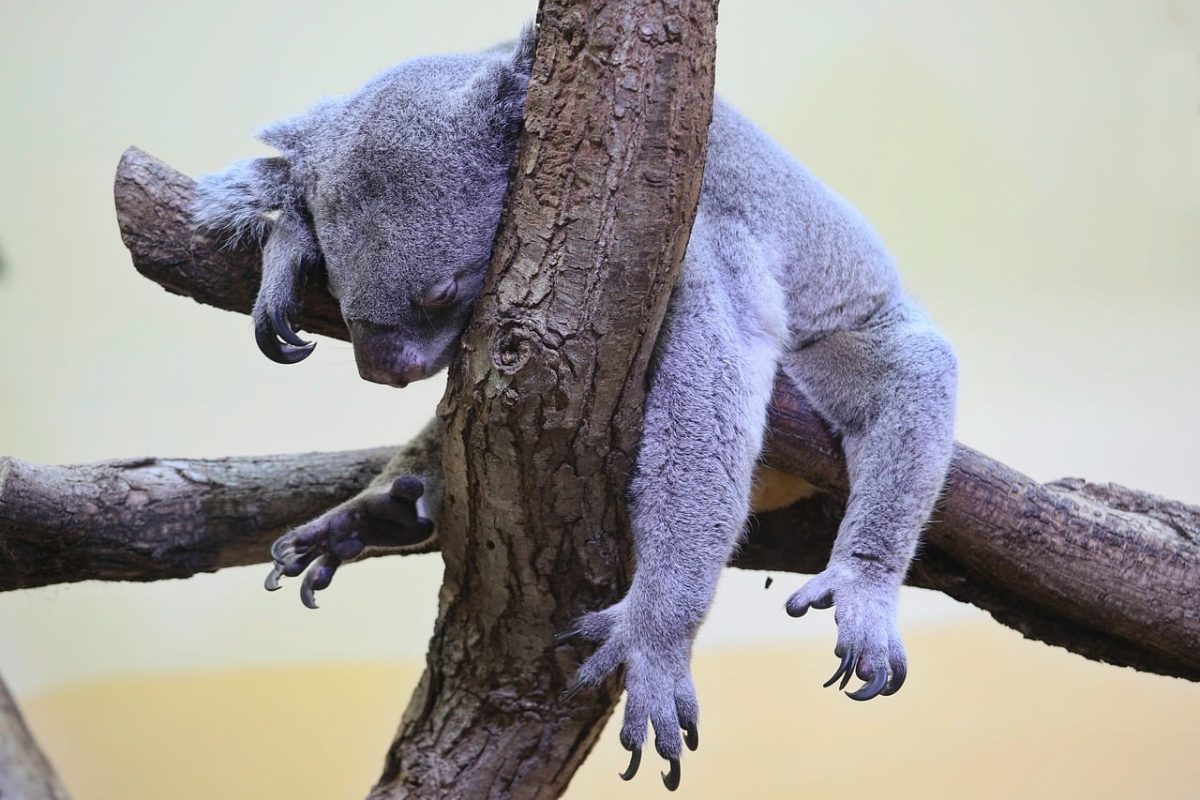 koala, tree, sleeping, claws, bear, rest, mammal, animal, zoo, branches, gray, australia, nature, nap, wild, care, cute, relax, fur, slow, cozy