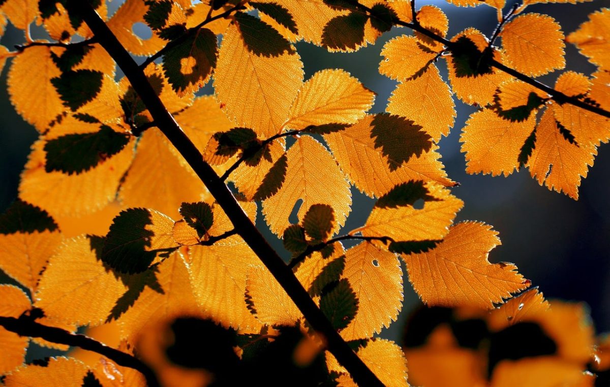 autumn, leaves, autumn colors, 4k wallpaper 1920x1080, nature, hd wallpaper, full hd wallpaper, leaf structure, cool backgrounds, backlight, laptop wallpaper, framed, golden, mac wallpaper, free background, wallpaper 4k, desktop backgrounds, orange, wallpaper hd, beautiful wallpaper, seasonal, tree leaves, windows wallpaper, vibrance, 4k wallpaper, outdoors, natural beauty, free wallpaper, background, brown, colorful, glow, texture, art