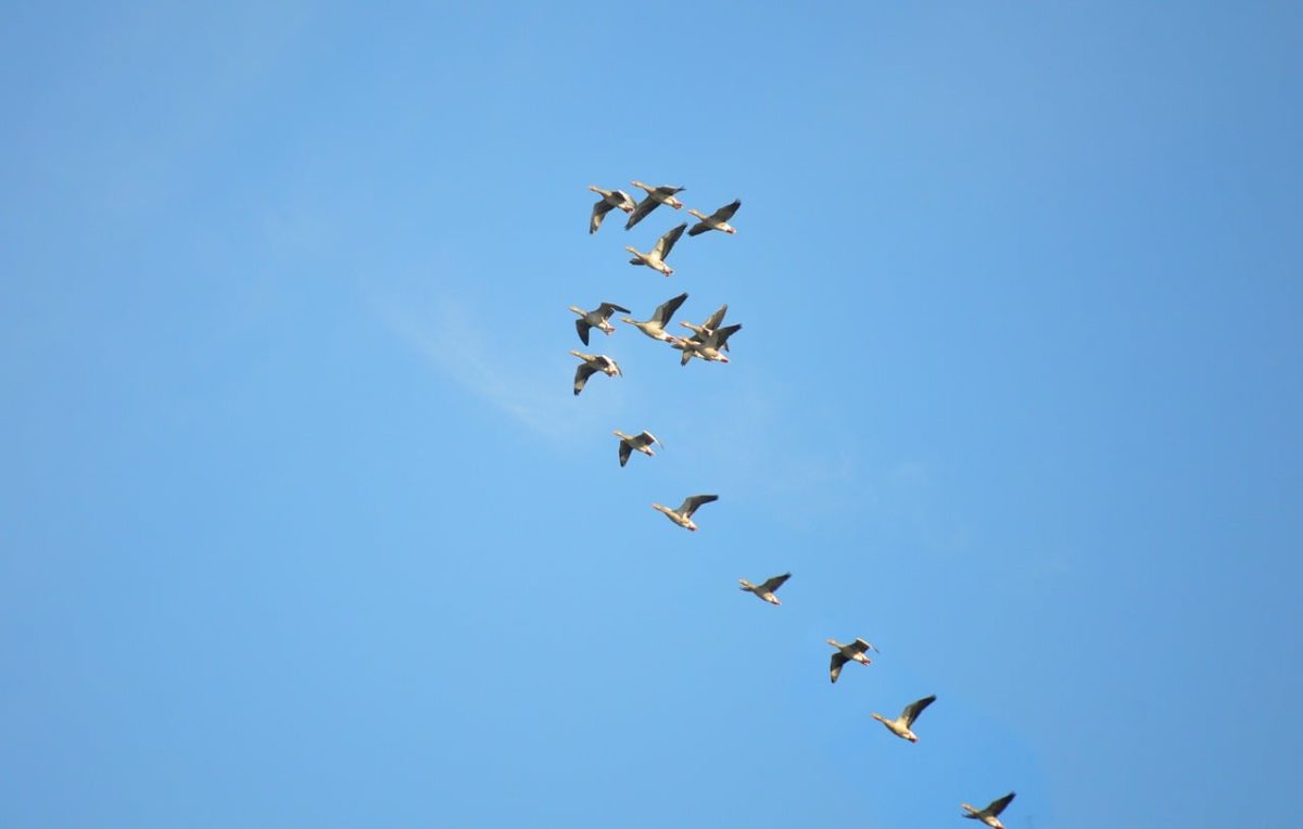 wild geese, v-formation, migratory birds, flying, freedom, sky, nature, blue sky, autumn migration, ornithology, fauna, geese, southbound, peace, flock, picturesque, balance, wake, wings, coordinated flight