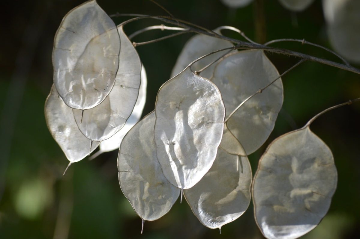 honesty plant, silver, dried flowers, decoration, plant, still life, mirror effect, leaves, nature, sunlight, natural beauty, texture, detail, artistic photography, environment, order