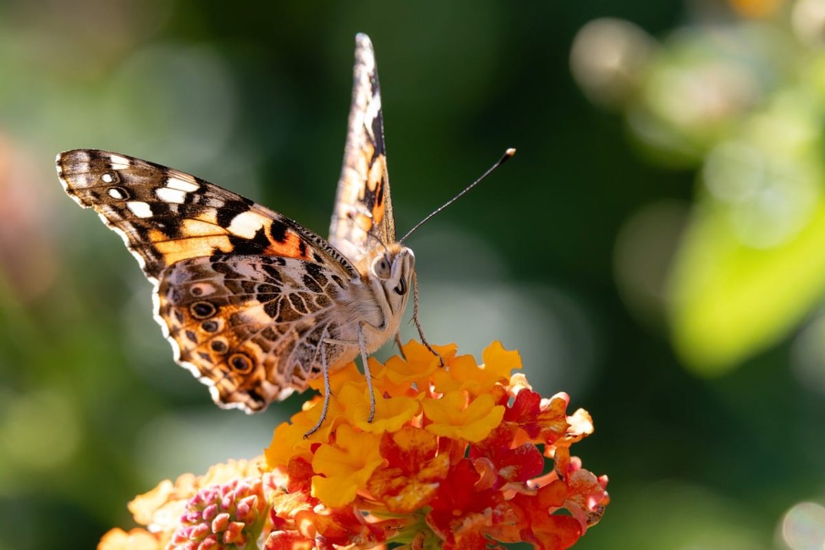 butterfly, hd wallpaper, lantana, desktop backgrounds, flower, windows wallpaper, cool backgrounds, wings, beautiful flowers, flower wallpaper, free background, insect, 4k wallpaper 1920x1080, beautiful wallpaper, nature, macro, detail, flash, wallpaper 4k, full hd wallpaper, colorful, nectar, free wallpaper, beautiful, focus, mac wallpaper, blurred background, floral background, wallpaper hd, laptop wallpaper, 4k wallpaper, flight, flower background, light effects, soft colors, beauty, background, variety