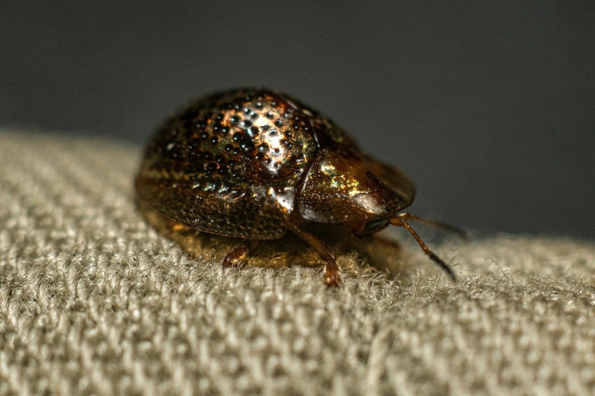 beetle, metallic, macro, golden, insect, texture, wings, shiny, nature, detail, summer, close-up, bug, spotted, fauna, specks, animal, microscopic, life, organic