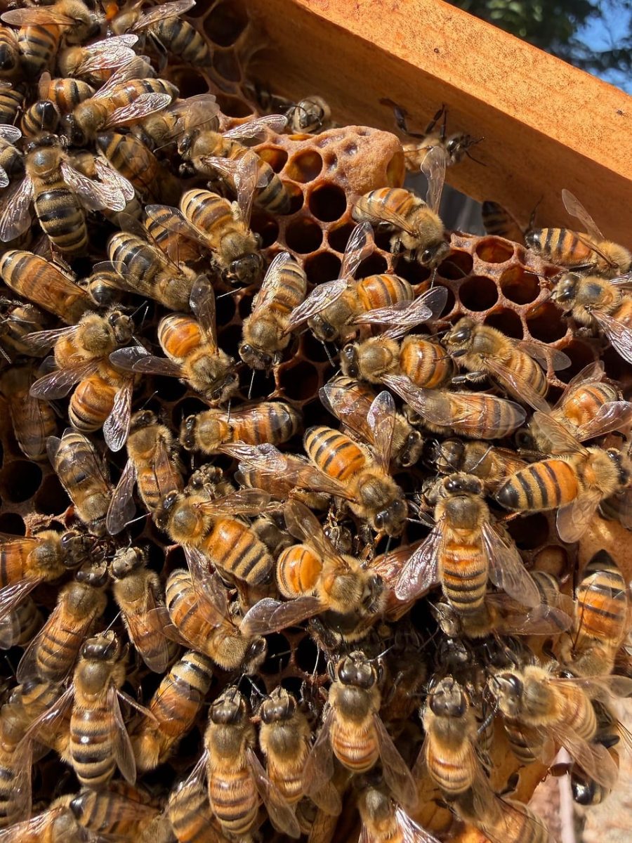 bees, beehive, honeycomb, pollination, nature world, beekeeping, honey, insect, biology, ecosystem, diligence, food security, natural balance, summer season, busy, queen bee, beeswax, social insects, sustainability, United States, Oakland, California