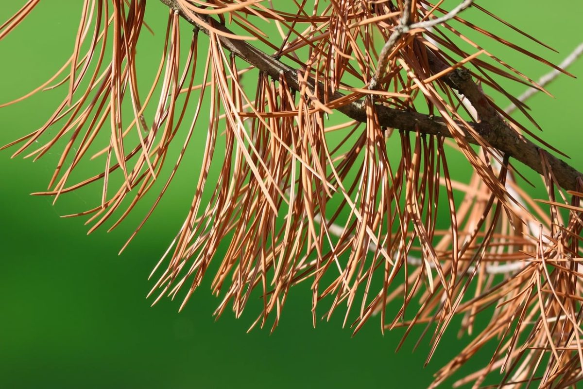 dry pine, pine needles, nature, detail, green background, dry needles, plant, botany, dry leaves, brown, twig, texture, soft light, summer, without needles, biology, outdoor, dry, close-up, simple composition
