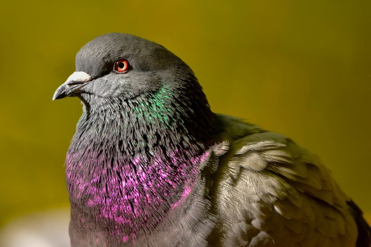 pigeon, bird, portrait, colorful feathers, detail, nature, animal, close-up, simple background, wildlife, grey color, outdoor, smooth feathers, beak, animal portrait, phenology, observation, flora, ecology