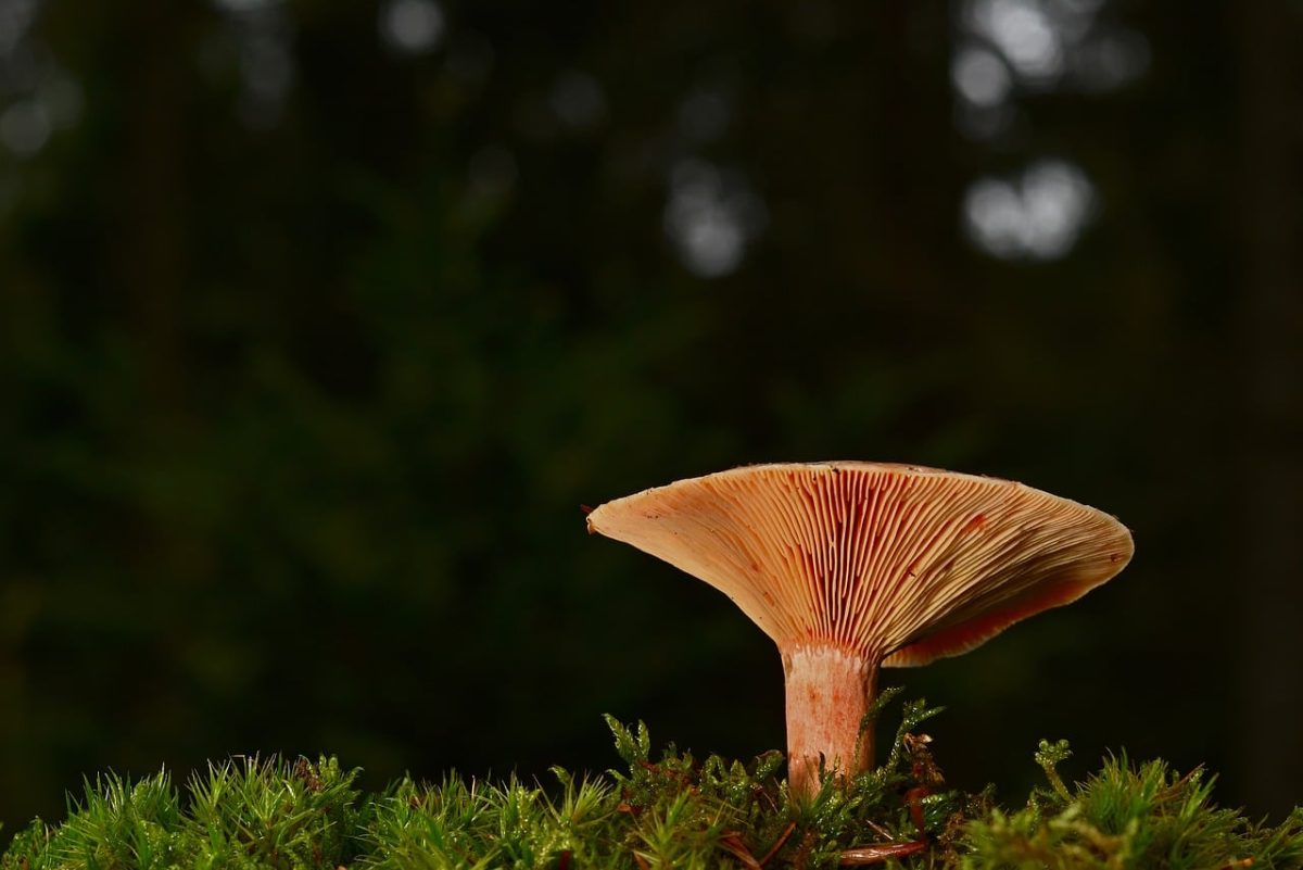 mushroom, moss, forest, autumn, nature, gills, close-up, plant, forest floor, brown, ecology, symbiosis, forest mushroom, mycology, nourishment, climate change, spongy, soil, biodiversity