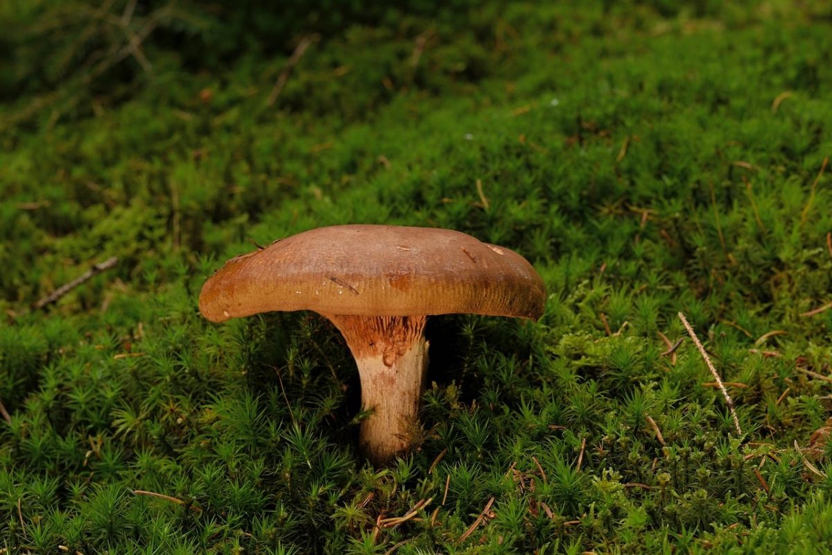 mushroom, moss, autumn, forest, nature, close-up, gills, fruiting body, outdoor, ecosystem, natural environment, fungal, concern, wide angle, life cycle, spore print, ground emission, partition, green
