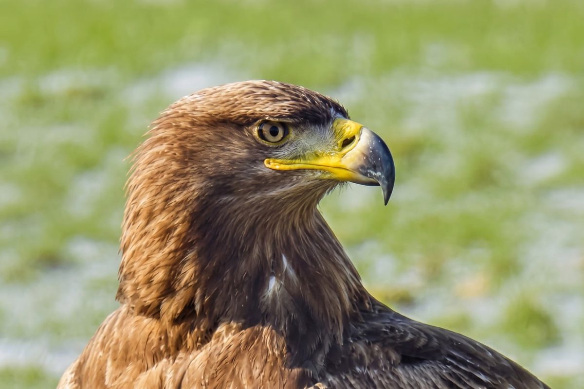 eagle, desktop backgrounds, bird of prey, wallpaper hd, full hd wallpaper, beak, free background, nature, beautiful wallpaper, background, yellow, brown, detail, sharpness, wallpaper 4k, mac wallpaper, bird, laptop wallpaper, grooming, park, free wallpaper, clear day, hd wallpaper, windows wallpaper, wild, head, 4k wallpaper 1920x1080, steel, roughness, look, cool backgrounds, 4k wallpaper, owl
