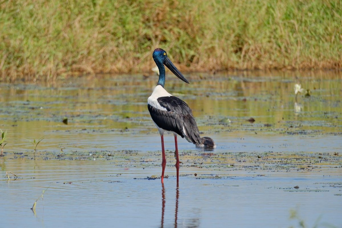 bird, stork, wetland, black, beak, nature, wildlife, australian, black beak, water environment, jabiru bird, long legs, blue head, elegant, water bird, red legs, wild bird, natural environment, muddy area