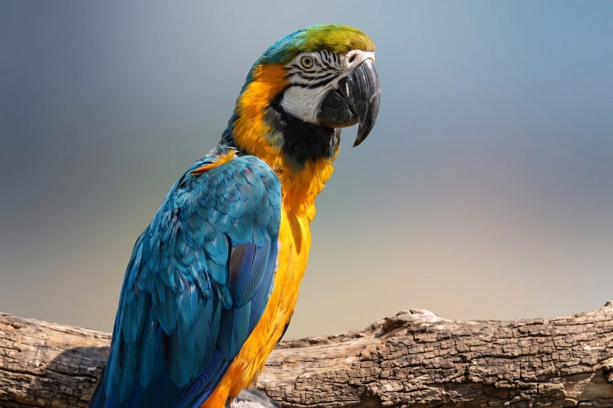 macaw, exotic bird, colorful feathers, nature, zoo, parrot, wildlife, flight, bark, perched bird, blue, yellow, large beak, natural colors, wood, sunny day, wild animal, avian world, intense gaze, amazon