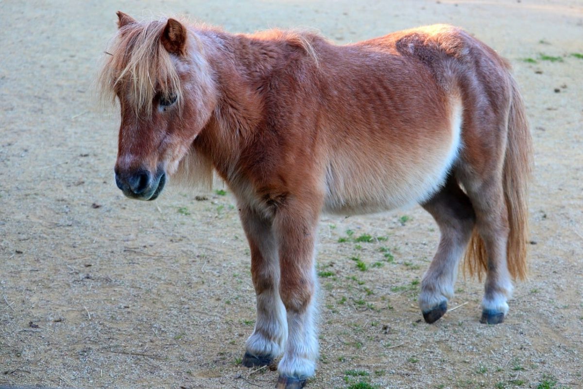 pony, small horse, standing, pasture, mane, animal, cute, pet, horse, foal, paddock, brown, coat, gentle, calm, its, natural setting, outdoor, beautiful, mature, friend