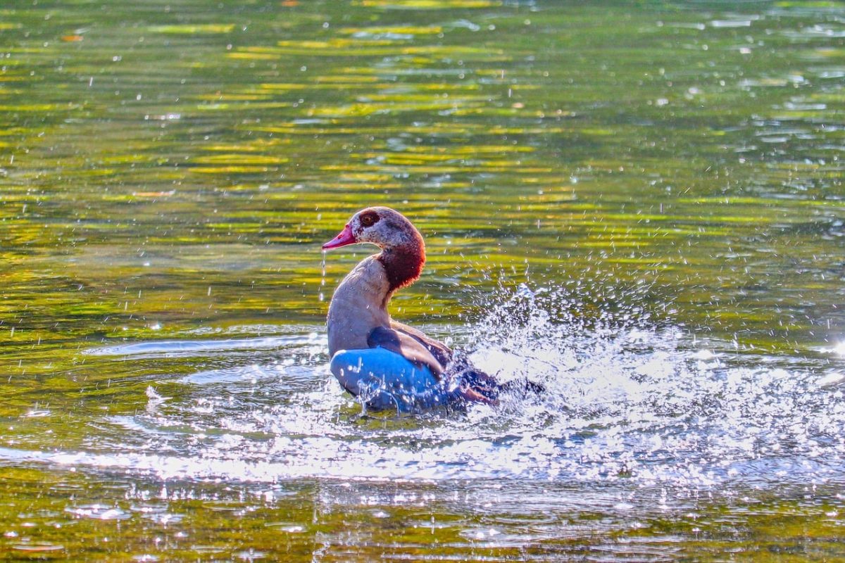 duck, water, swimming, nature, bird, duckling, lake, autumn, wild, fountain, ripples, dripping, waves, reflection, outdoor, playful, water surface, splash, morning, natural habitat