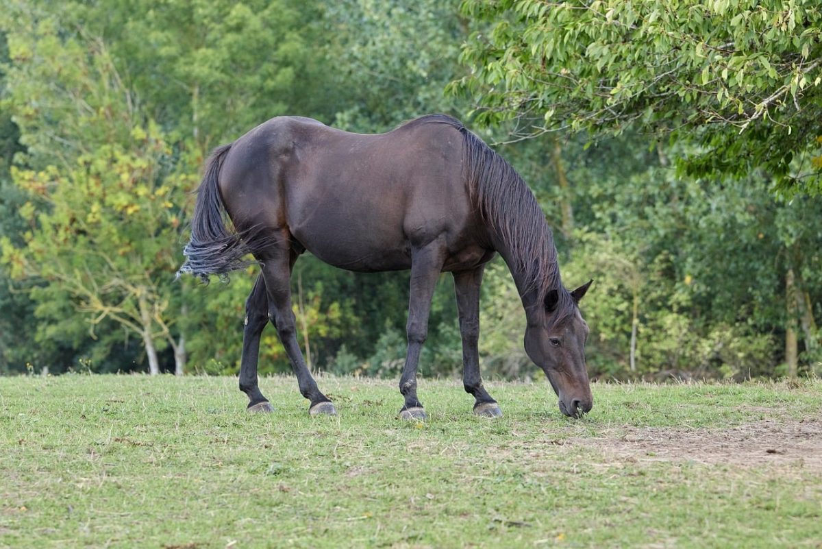 horse, grazing, meadow, field, grass, nature, outdoors, animal, rural, farm, landscape, horse tail, green trees, natural environment, calm environment, tranquility, may, hills, beside tree, deciduous tree