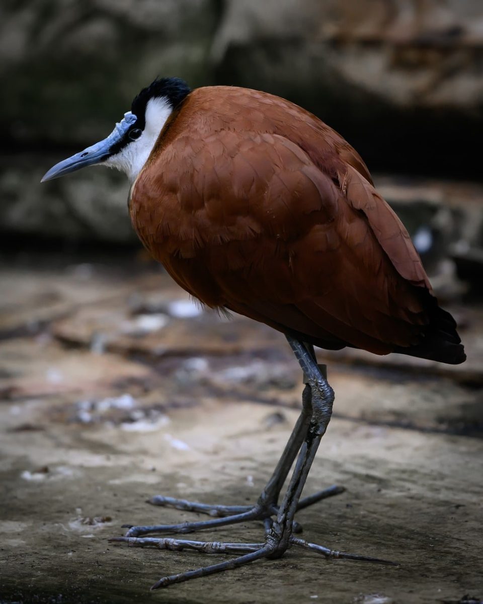 bird, nature, wild, birdwatching, ornithology, bird habitat, close-up, brown feathers, standing bird, water bird, zoo, black and white stripes, natural environment, head coloring, beak, aquatic environment, ground, lazy, person sitting