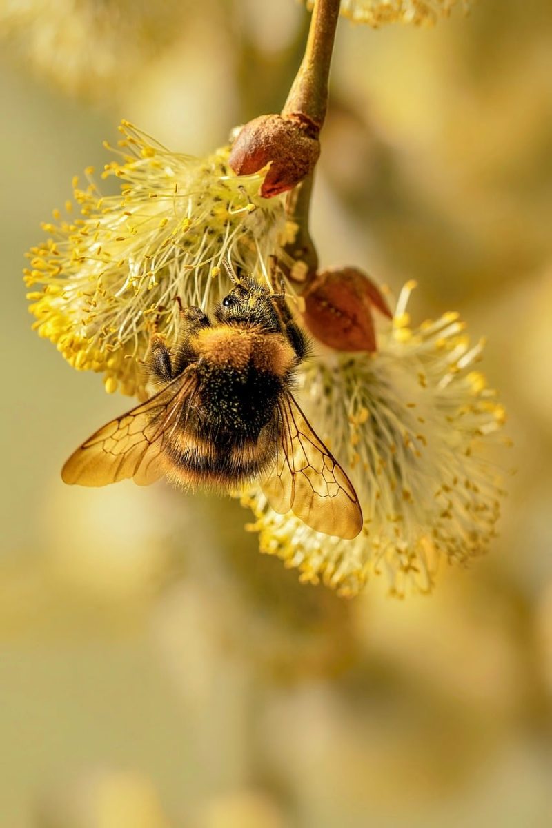 bumblebee, flower, nature, macro, pollination, spring, willow, yellow, flower wallpaper, catkin, close-up, insect, beautiful flowers, flower background, pollen, breeze, biodiversity, ecosystem, beekeeping, wildlife, antenna, wing
