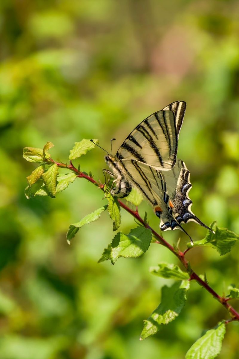 butterfly, nature, insect, macro, wing, plant, fauna, leaf, garden, close-up, outdoors, nature scene, grass, peace, beauty of nature, colorful, freedom, summery, season, natural beauty