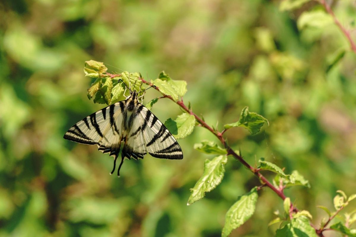 butterfly, nature, insect, close-up, wings, plant, butterfly wings, branched, summer, outdoor, black and white stripes, leaves, details, natural environment, symmetry, beauty of nature, wide shot, camouflage, blossom, lighting conditions
