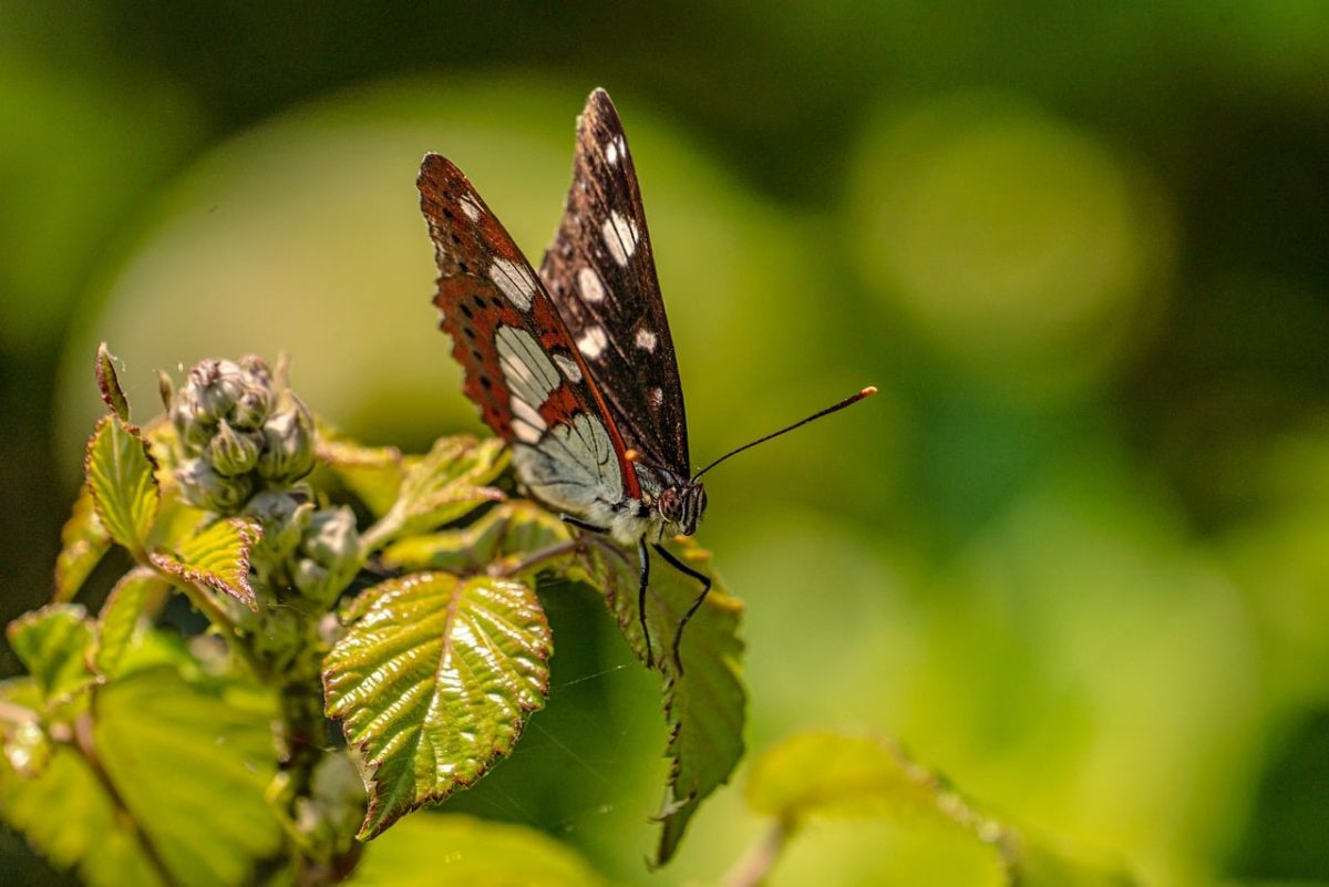 butterfly, insect, nature, macro, leaf, animal kingdom, wing, close-up, bokeh, light, close-up of fauna, natural beauty, detail