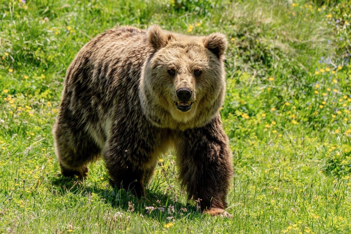 bear, nature, wild, mountains, grass, animal, mammals, flower wallpaper, summer, brown bear, furry, park, teddy, conservation, wilderness, open space, beautiful flowers, bear sanctuary, flowers, ecosystem, flower background, species, traditional, european