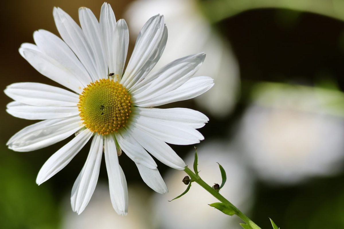 daisy, white flowers, summer flowers, nature, macro, garden, detail, nature photography, focus, flower garden, green background, insects, delicacy, high contrast, simplicity, energy, vibrant colors, floral nature, beauty of nature, delicate bloom, freshness