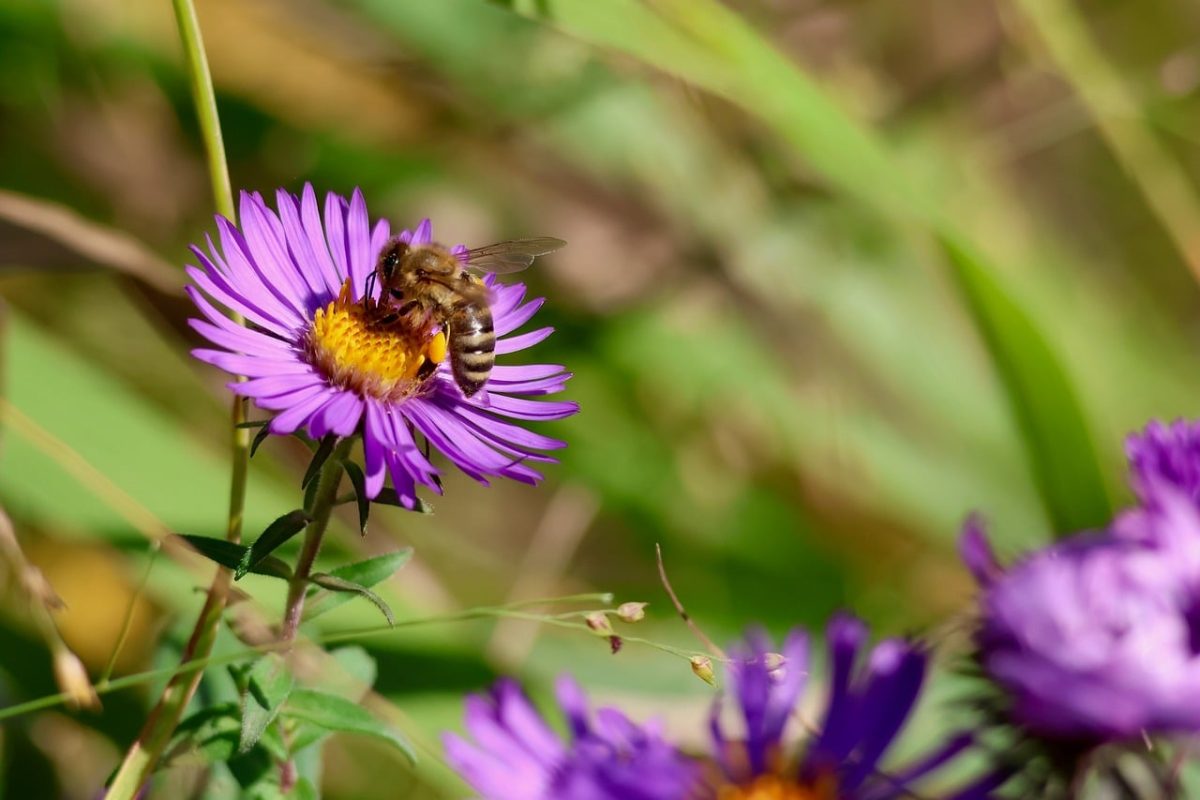 bee, flower, aster, point, nature, pollination, insect, october, purple, macro, feeding, global, foliage, self-pollinating, narrow, blur, sunny, daylight, garden